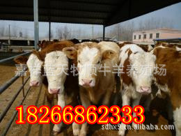 ţǮһͷ5-6ţ3000ͷۣ