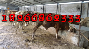 ţֱ2000ͷţ200-300ţ/ţ