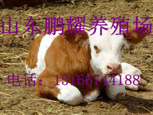 ţ۸—ţֳɱ—ţ