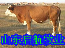 ţţƷţ