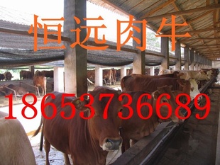 ţֳţ۸Զţӭѡ18653736689