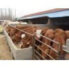 种牛养殖地肉牛养殖场小公牛犊