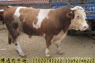 ţӦιСոѵ׽ոιţУ