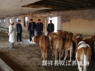山东牛犊价格,肉牛犊价格,牛犊钱一头