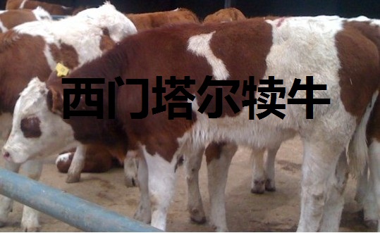 ţѡţֳţ