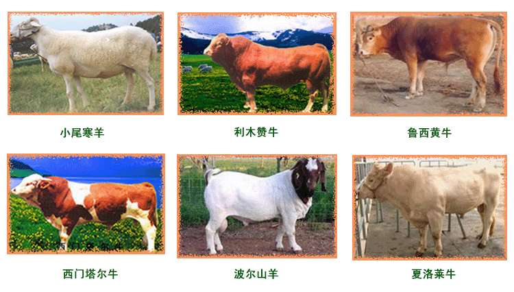 肉牛养殖场肉牛良种肉牛价格波尔山羊养殖地-肉牛-