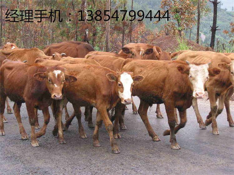 养牛喂养肉牛效益高夏洛莱牛利木赞牛养牛场