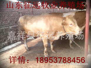 2013年肉牛价格走势预测