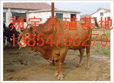 ƷֳţǮǮ