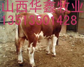 河南郑州肉牛犊价格肉牛犊行情