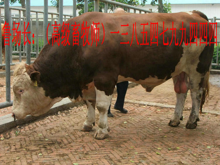 养牛场,小牛养殖技术,利木赞牛,夏洛莱牛,肉牛价格