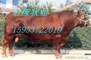 改良肉牛育肥牛繁殖牛鲁西黄牛西门塔尔牛种公牛牛犊免费运输