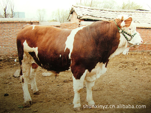 〖东北肉牛〗牛犊新报价牛场规划成本核算养牛知识