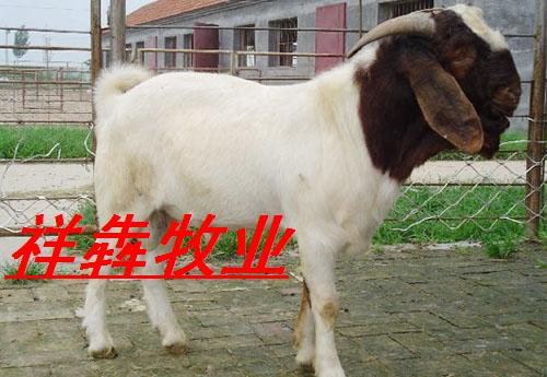 Ӧ³ţţ¿