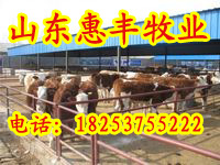 养羊赚钱养羊技术农民致富好项目养牛成本河南种羊