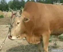 西门塔尔牛小牛价格山东新的夏洛莱牛价格山东羊价格