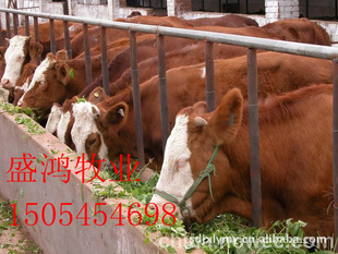 肉牛犊价格肉牛犊饲养肉牛犊选种肉牛行情
