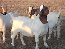 Ĵϳţţ