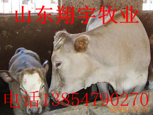 ֳԪӽţ¸ֳӽţѸƶ