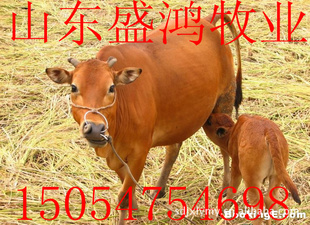 220-310ţţ۸ţţۺ