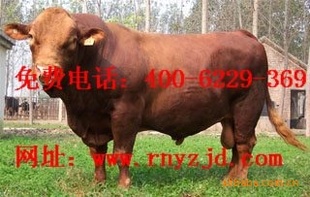 ţһͷţһһͷţɱ