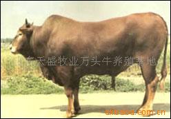ţ(ͼ)