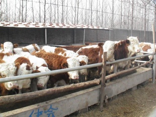 广东养牛山东肉牛养牛场价格便宜