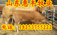 лţֳлţֳ