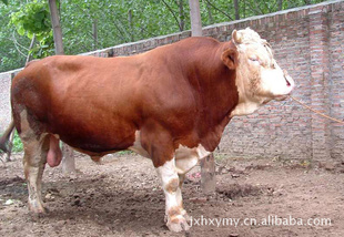 我养牛厂常年肉牛,西门塔尔肉牛,各种肉牛犊