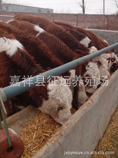 ũ崴¸ֳţǲ·ж룬