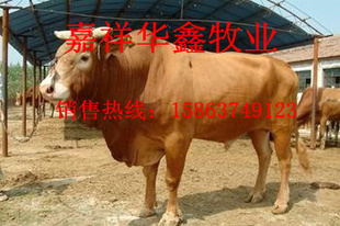 ³ţţţ