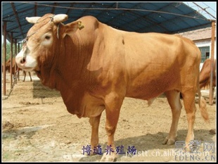 2012ɽţ¼۸񱨼ۺţ±--ɽͨţ