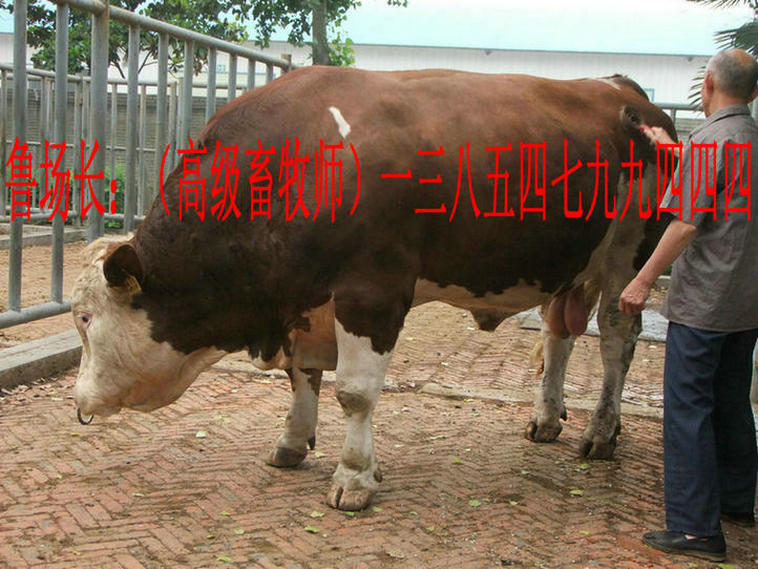 肉牛,犊牛饲养育肥牛,小牛犊饲料配方,牛犊养殖技术