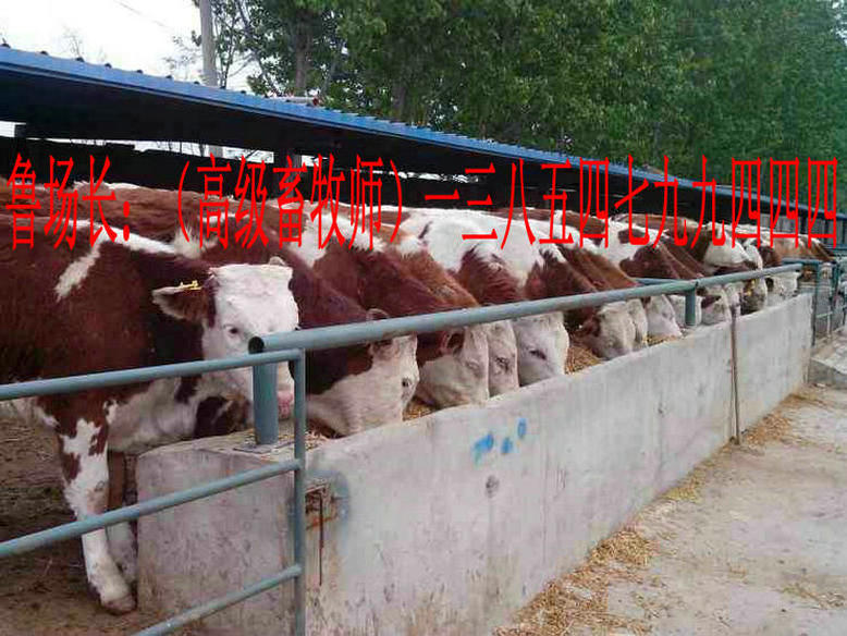 肉牛养殖,西门塔尔牛,牛犊,肉牛犊,肉牛养殖场,养牛场