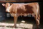 山东大肉牛养殖场肉牛养殖肉牛新价格利木赞肉牛利润
