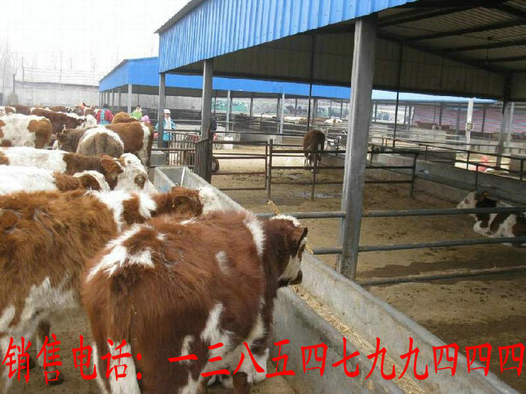 养牛,养小牛,养牛赚钱,肉牛犊养殖利润
