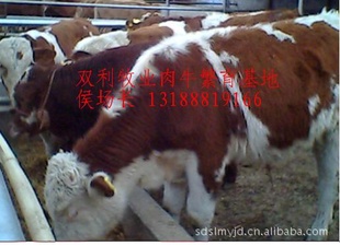 ũ崴¸ؾ/ֳţС/ṩţֳ