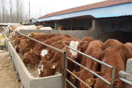 肉牛养殖育肥黄牛犊价格行情鲁西黄牛价格行情