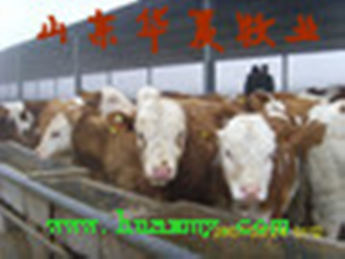 小公牛肉牛犊饲养行情及成本