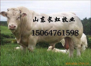 ¸Ŀţֳ-¸·