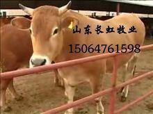 ƶۻţ-ţţ200-500ѡ