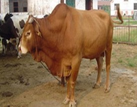 肉牛、鲁西黄牛、育肥牛犊、西门塔尔牛等