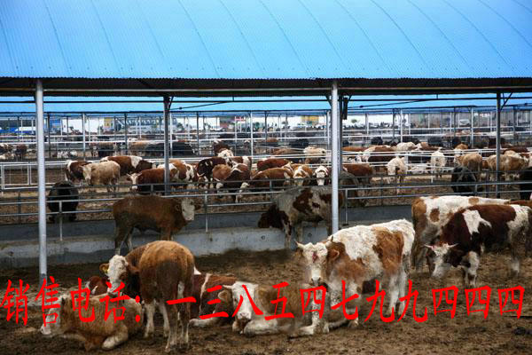小牛犊,牛犊,科学养牛,肉牛犊,养牛技术,西门塔尔牛
