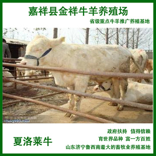 夏洛莱牛5-7个月种效益分析山东肉牛养殖场肉牛养殖技术送铡草机