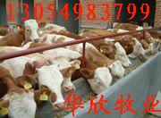 肉牛犊,育肥牛,小牛犊,小公牛