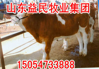 西门塔尔牛牛犊价格