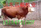 买肉牛牛犊里好买牛现在行情是