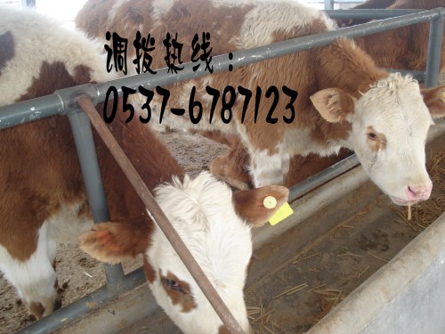牛犊价格,新肉牛犊价格