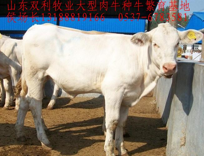 万头3-8个月的良肉牛种苗、小公牛小母牛、架子牛
