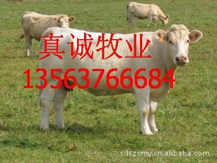ţƷֺţţֳţƷţ